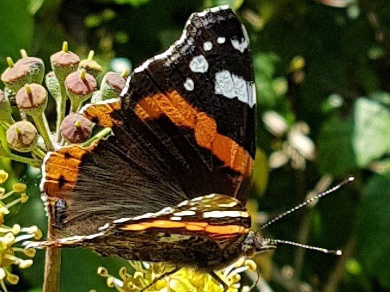 Close view of black, orange and white Red Admiral butterfly on ivy flowers