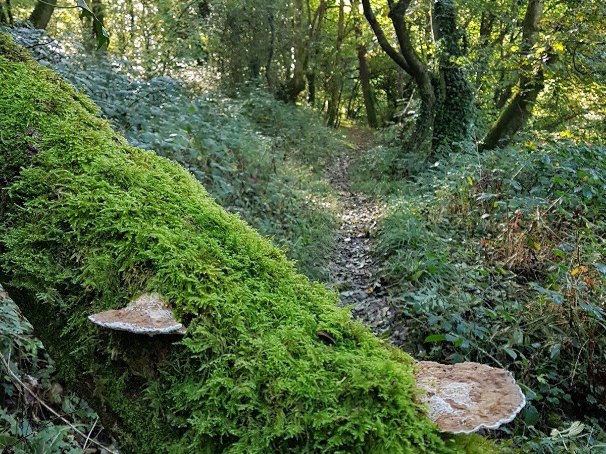 A fallen tree covered in thick green moss with bracket mushrooms growing at odd angles