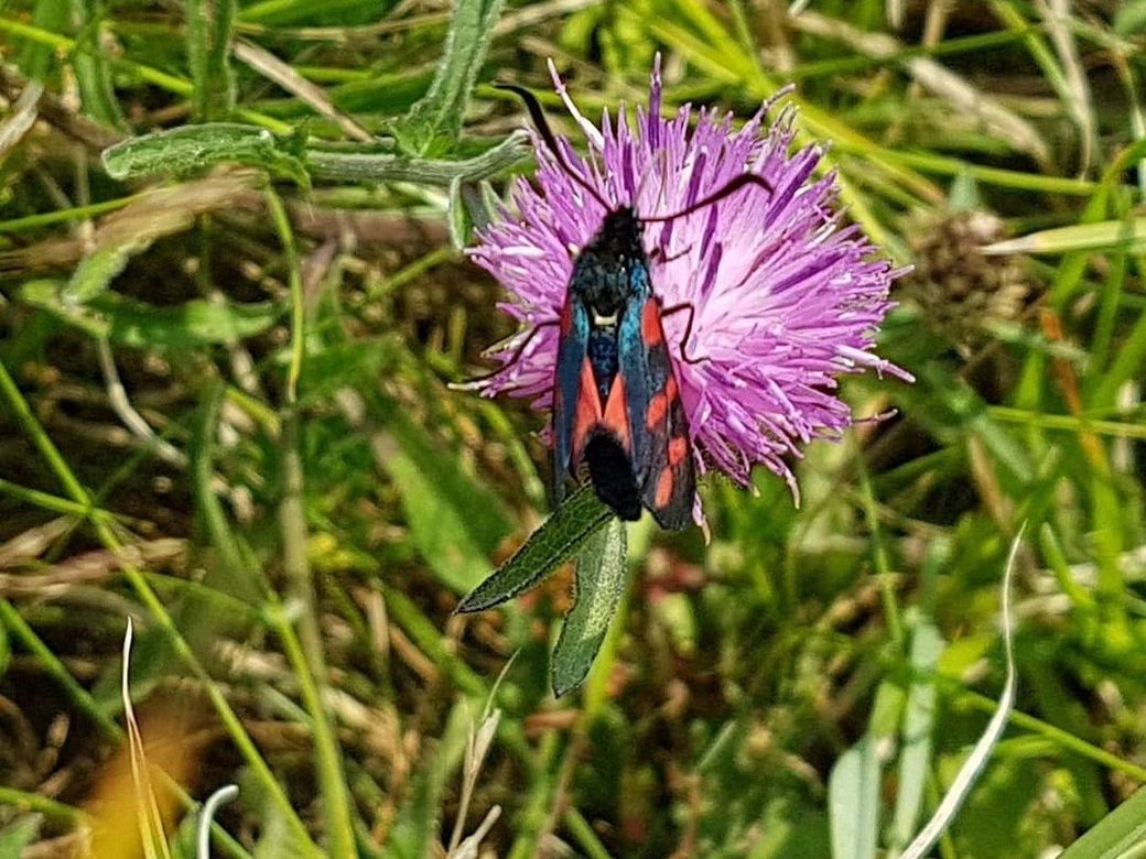 A purple fluffy flower head of knapweed with a black and red Burnet moth settled on it