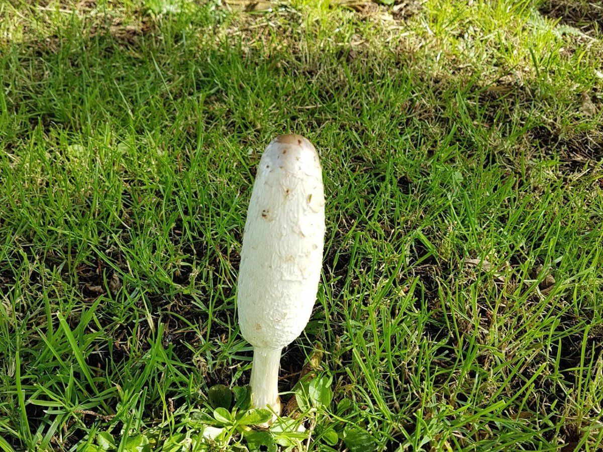 One tall cylindrical white mushroom in short turf under a tree