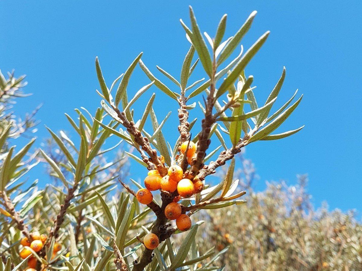 A branch of sea buckthorn with bright orange berries, against a clear blue sky