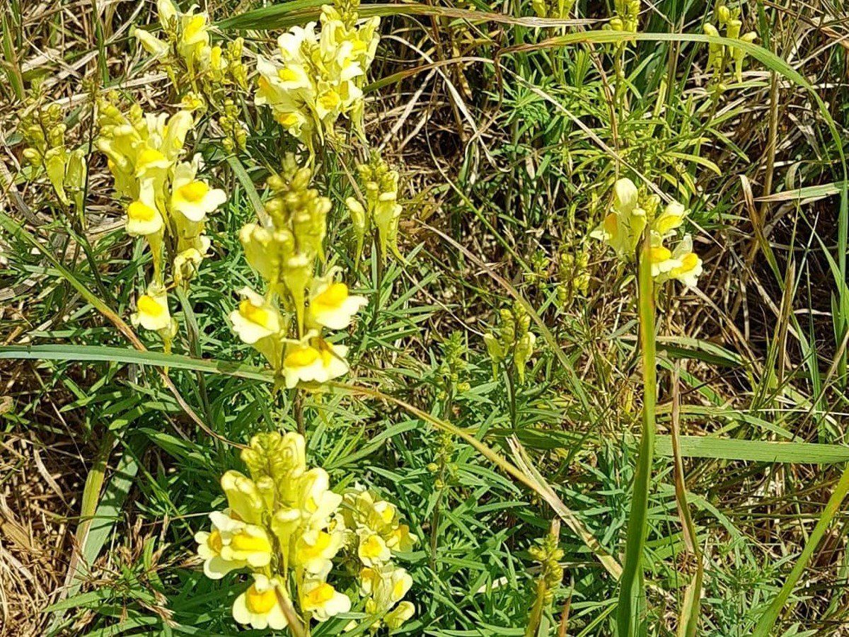 Yellow toadflax wildflowers in short turf beside a footpath
