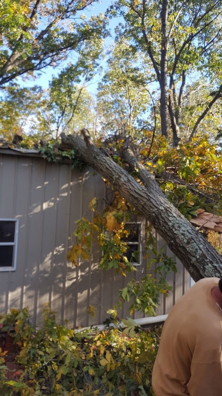 Tree limb resting on a gray house roof, with autumn foliage and a person partially visible at right.