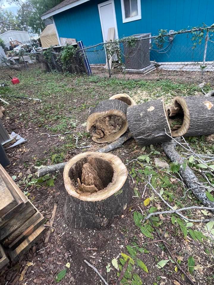 A bunch of tree stumps are laying on the ground in front of a blue house.