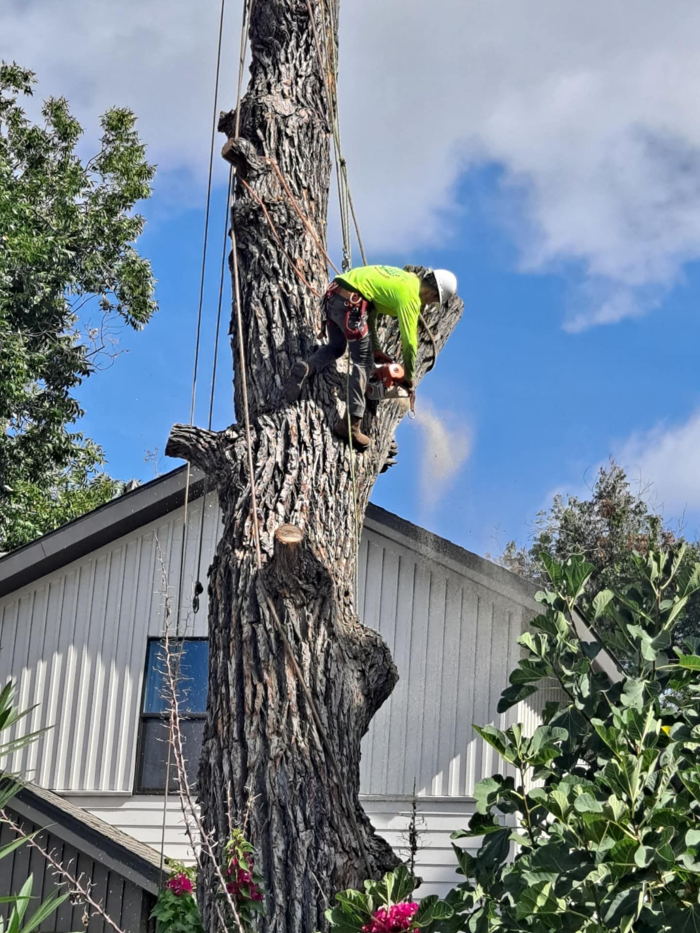 A man is climbing a tree with a chainsaw in front of a house.