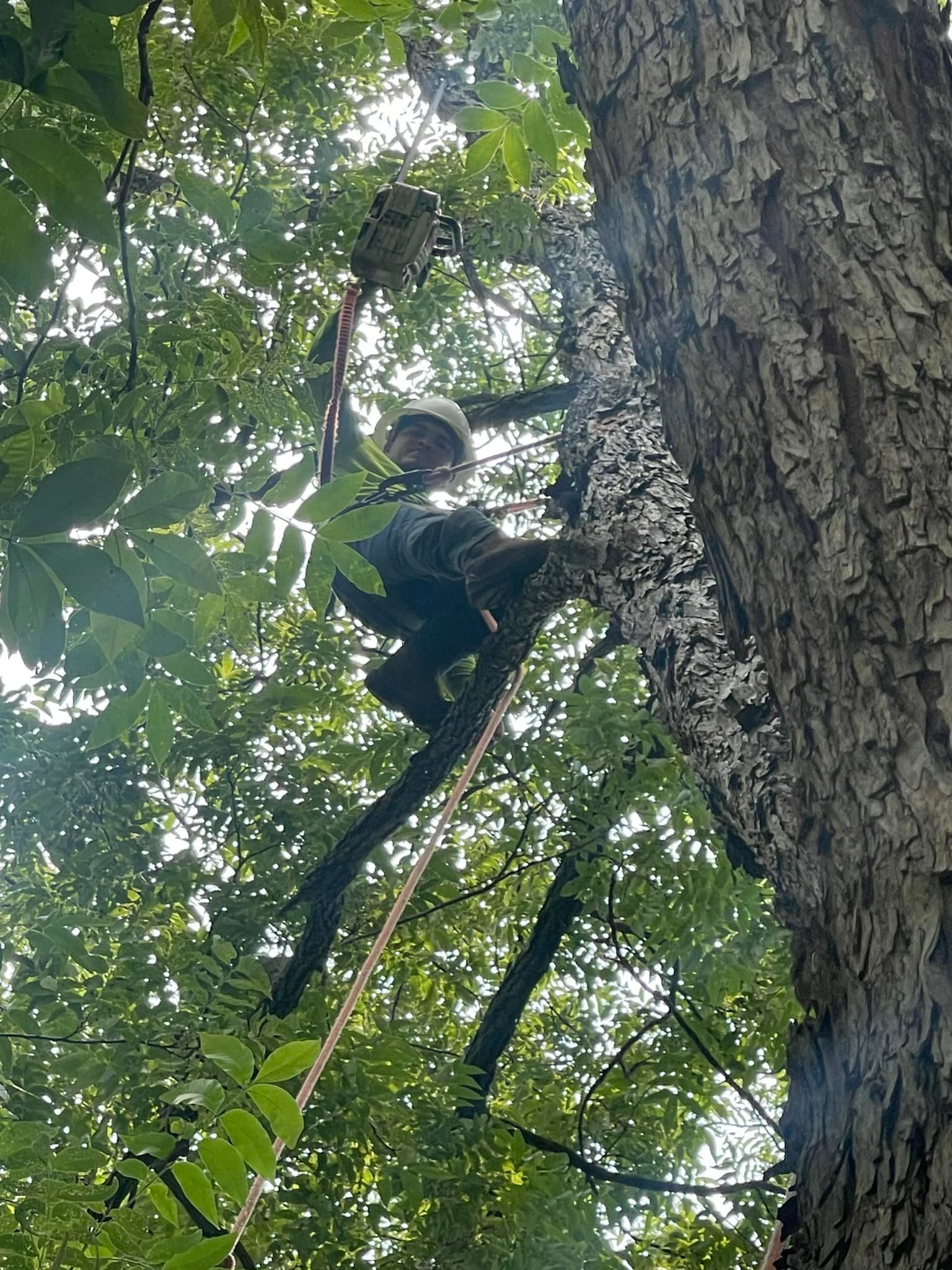 A man is climbing up a tree with a rope.