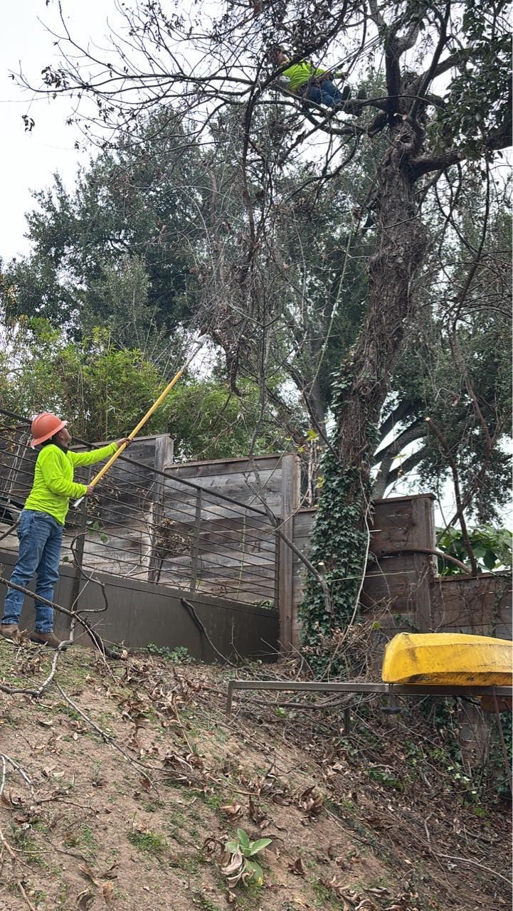 A man is cutting a tree with a chainsaw.