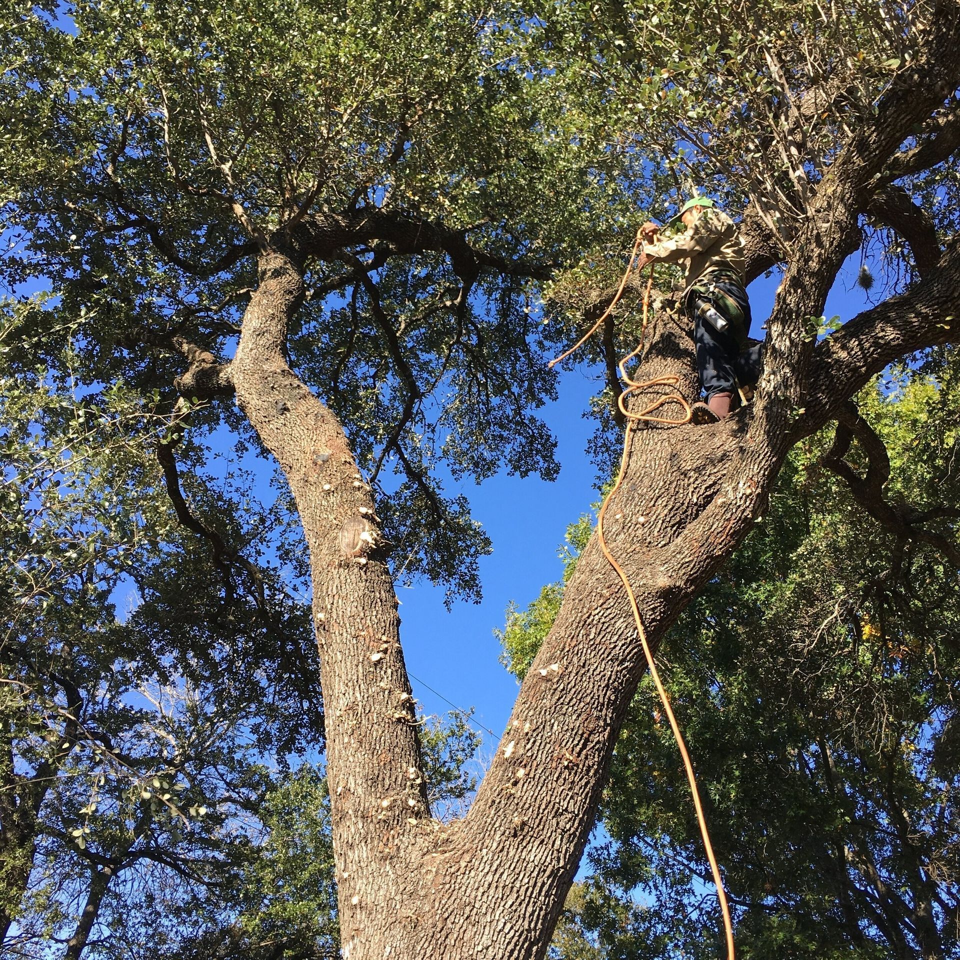 A man is climbing up a tree with a rope.