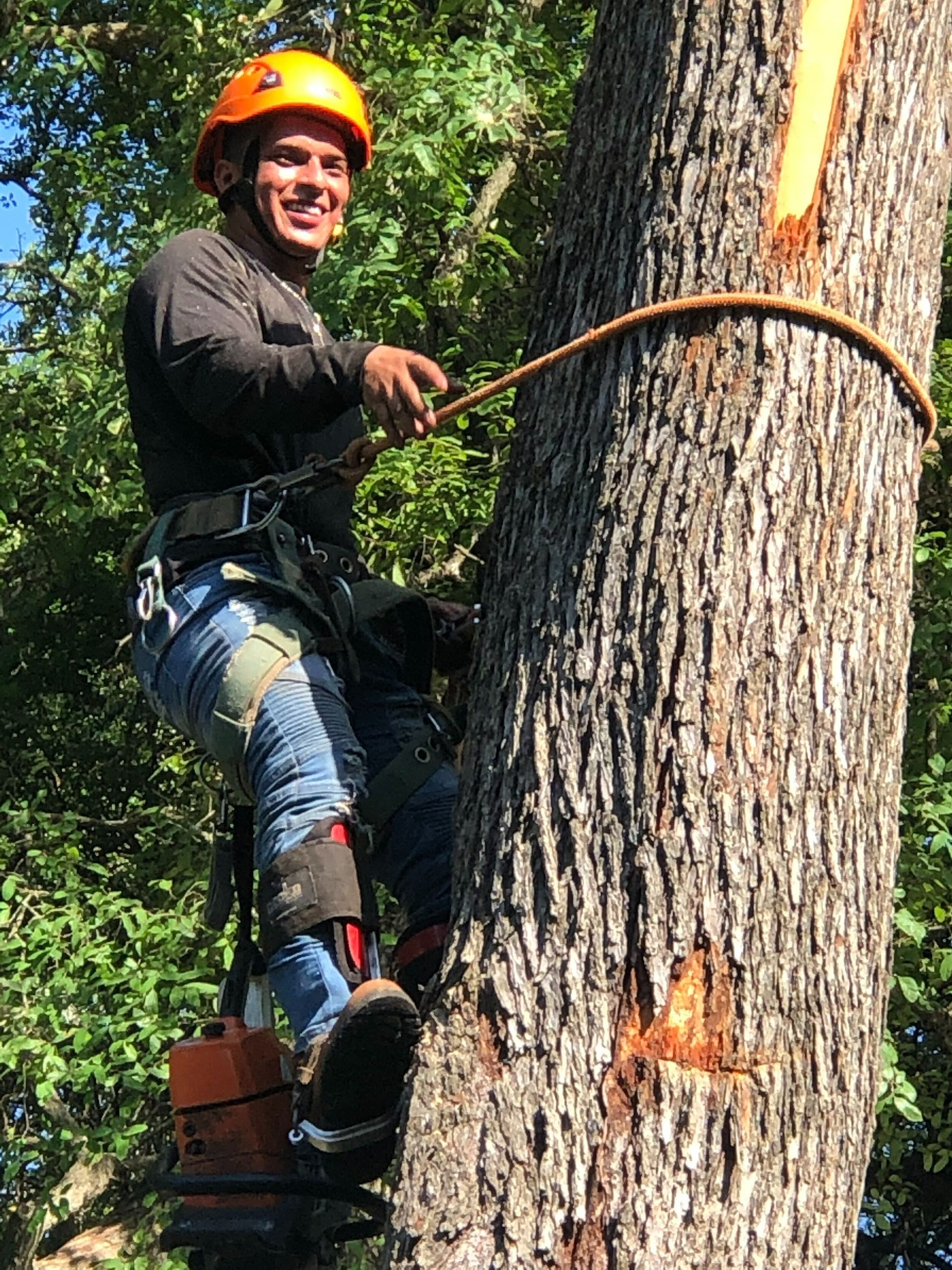 A man is climbing a tree with a chainsaw.