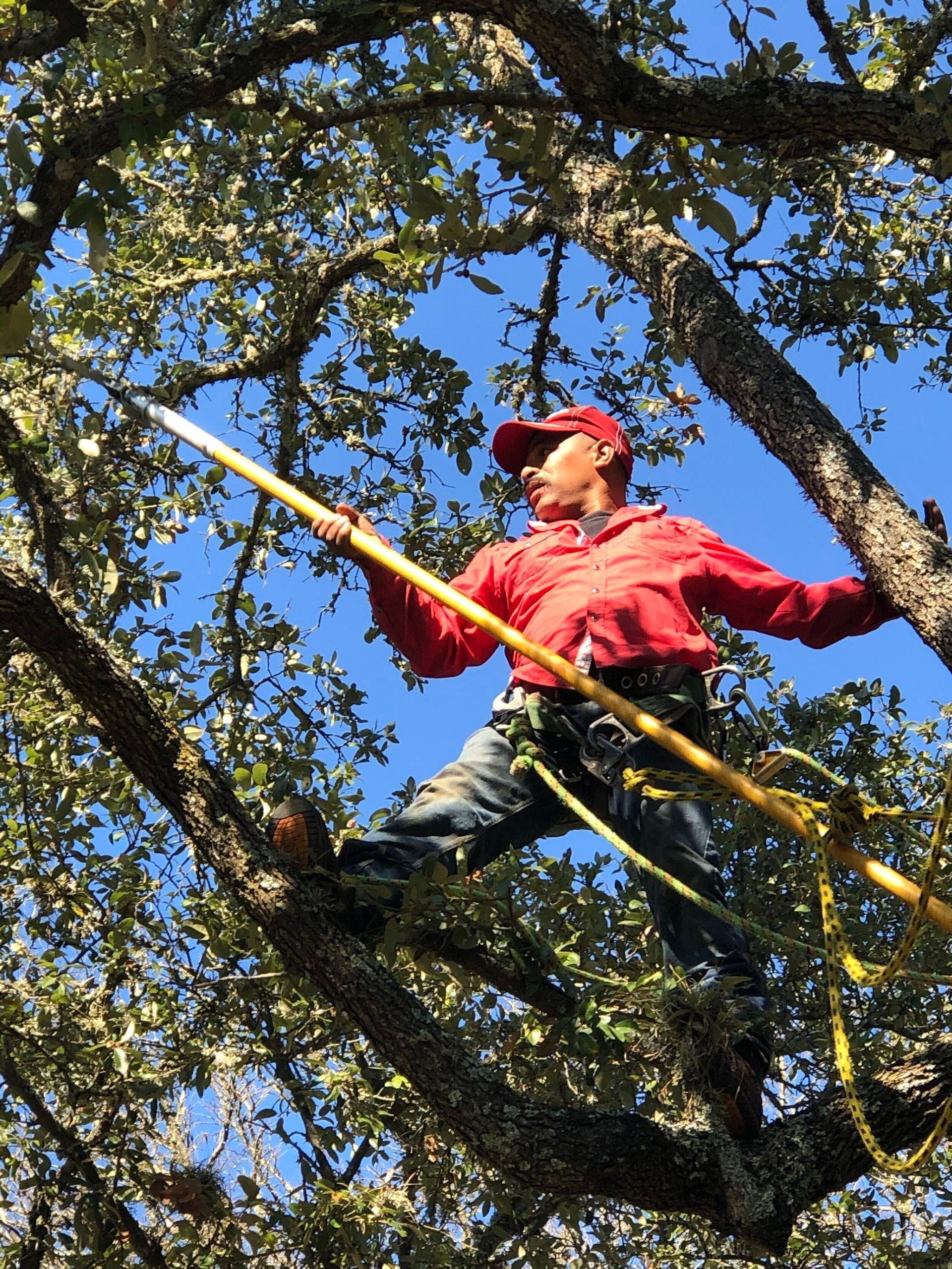 A man in a red shirt is cutting a tree branch with a saw