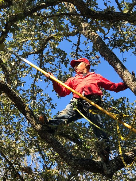 A man in a red shirt is cutting a tree branch with a saw