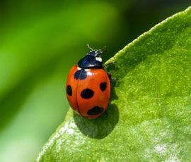 Ladybug with red spotted shell on green leaf.