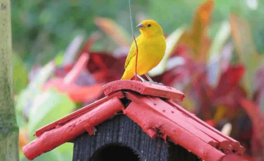 Un pájaro amarillo está posado encima de una pajarera roja.