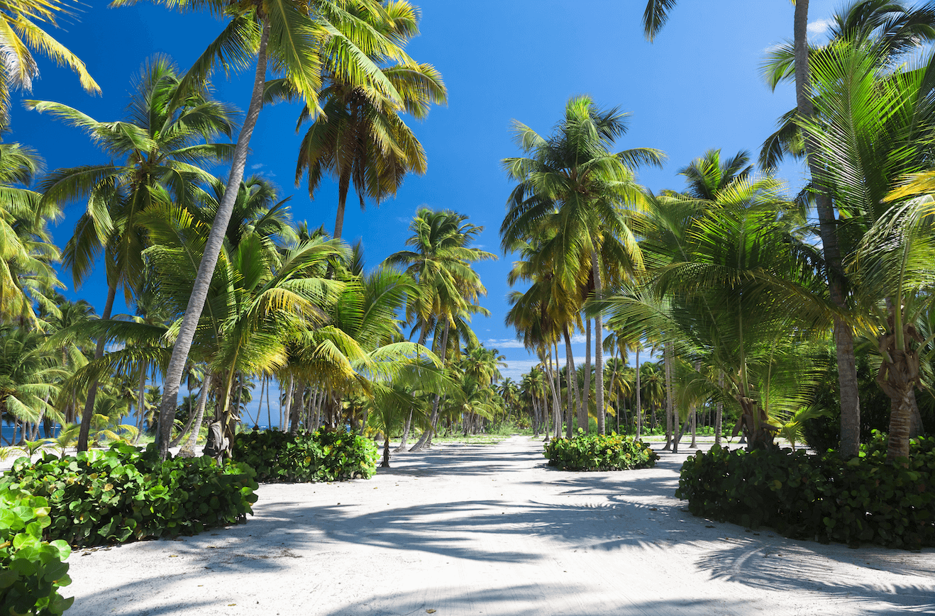 Un camino que conduce a una playa rodeada de palmeras