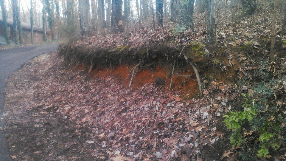 A dirt road in the woods with a lot of leaves on the ground.