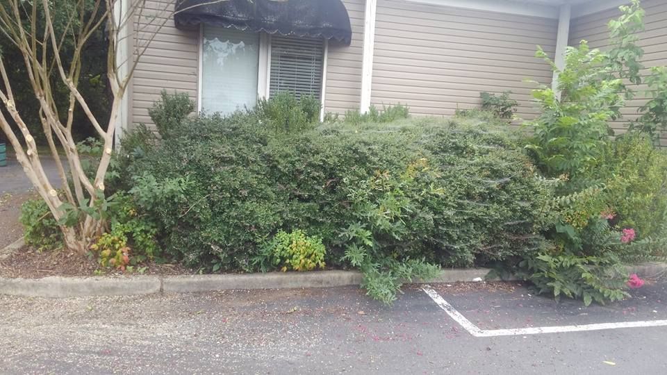 A bush is growing in front of a building next to a parking lot.