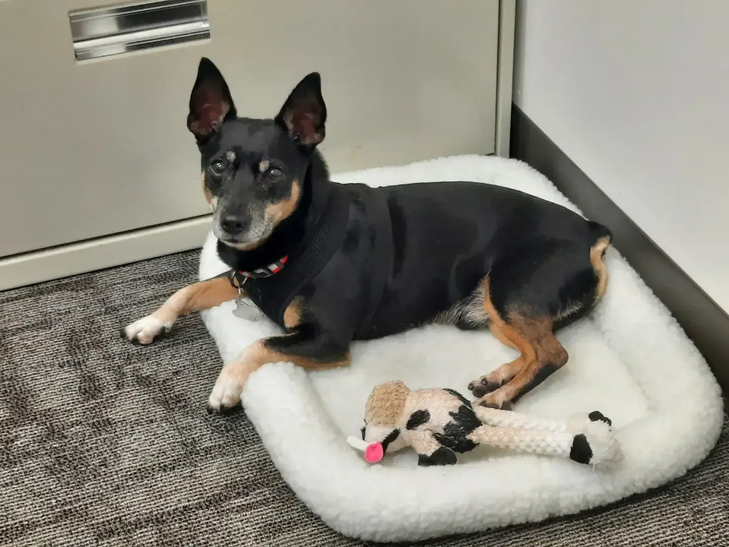 Black and tan dog resting on white dog bed with toy; in an office.