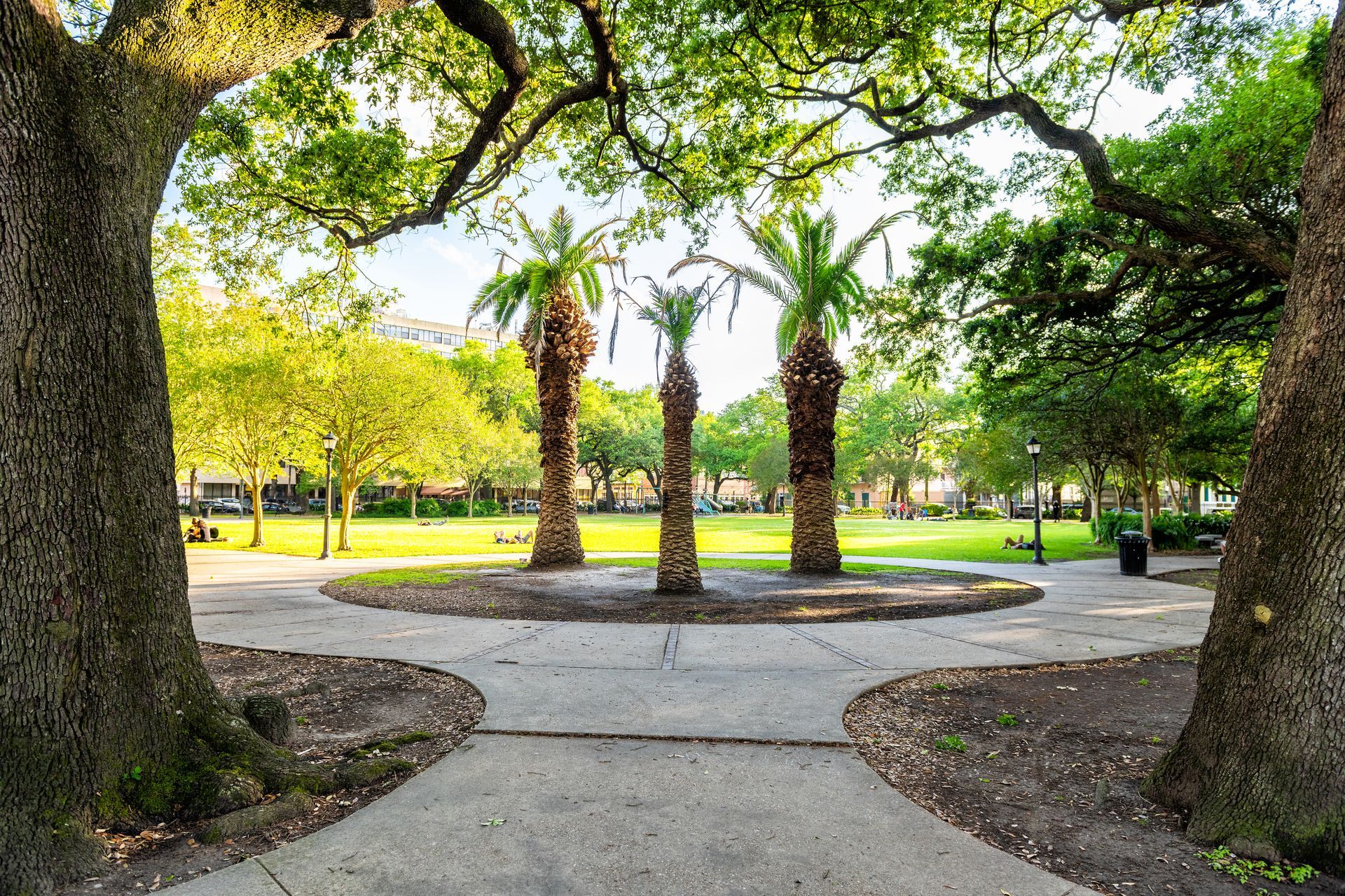 A concrete walkway surrounded by palm trees in a park