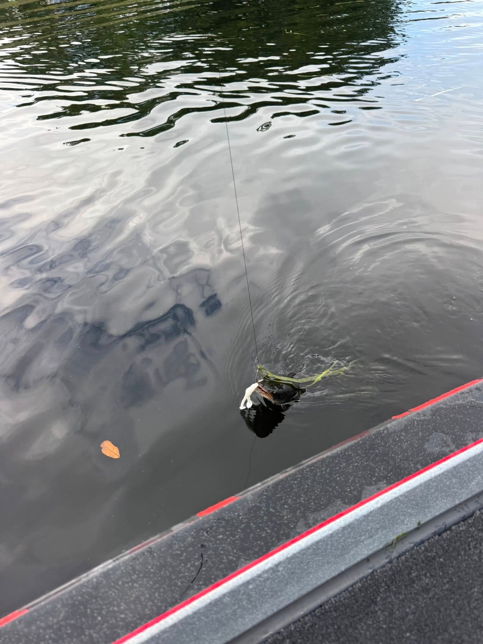 A frog is swimming in the water near a boat.