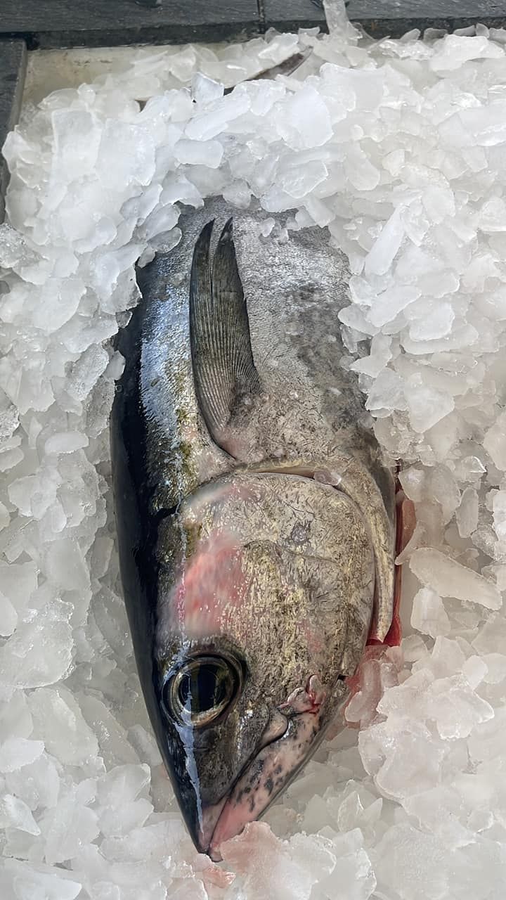 Fish On The Cooler — Morehead City, NC — Capt Jim's Seafood Market