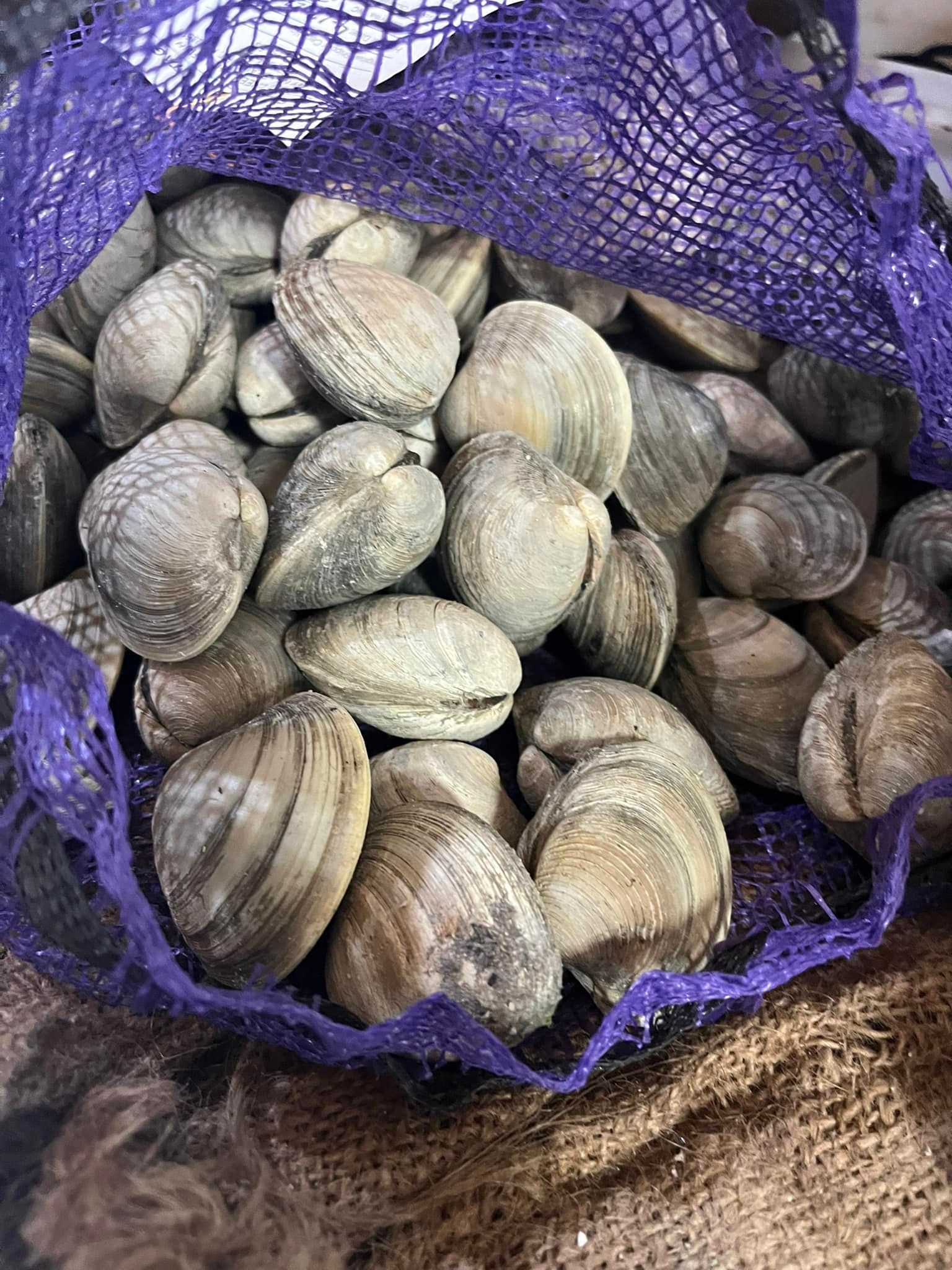Clam — Morehead City, NC — Capt Jim's Seafood Market