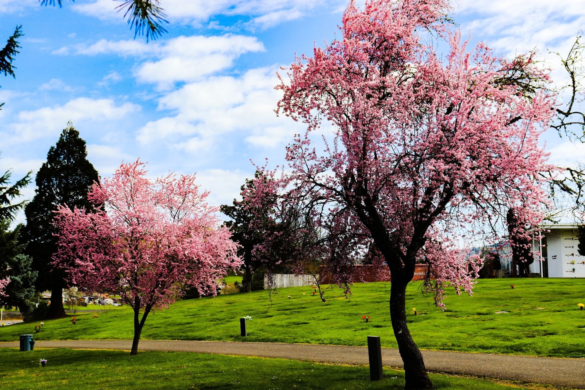 A cherry blossom tree with pink flowers in a park