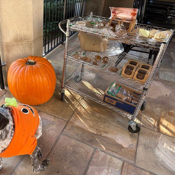 Dog in pumpkin costume, large pumpkin, and food-laden cart on a patio.