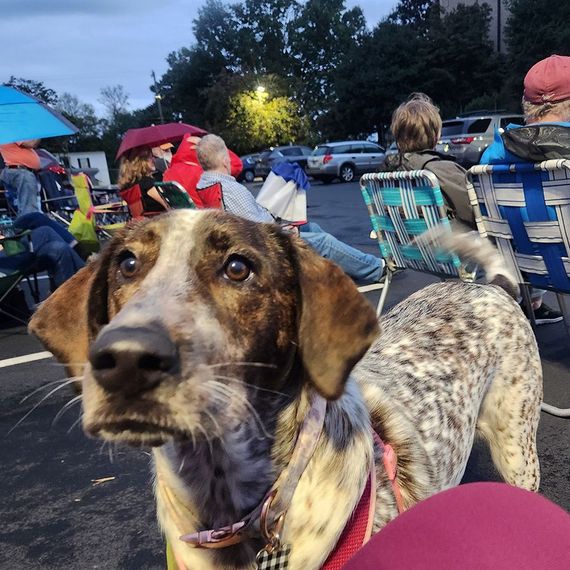Dog with speckled coat and brown ears, looks toward the camera, with spectators and cars in background.