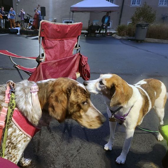 Two dogs sniffing each other outside; a band plays behind them. Red folding chair.