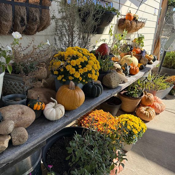 A display of pumpkins, mums, and plants on a wooden shelf in an outdoor setting.
