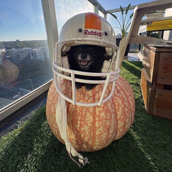 Black dog wearing a football helmet, sitting inside a pumpkin on a rooftop, sunny day.
