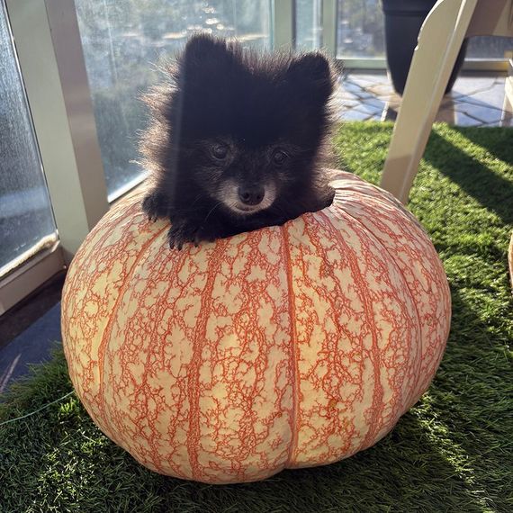 Black Pomeranian dog sitting in a large orange and white striped pumpkin on green artificial grass.