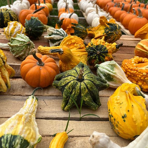 Pumpkins and gourds of various colors and shapes on wooden planks.