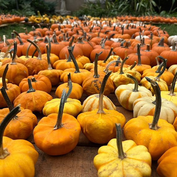 Close-up of many small pumpkins in various shades of orange and yellow.