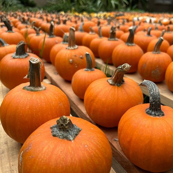 Rows of small orange pumpkins, close-up and in the sunlight.