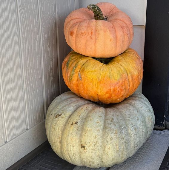 Three stacked pumpkins: peach, orange, and light green, against a white siding.