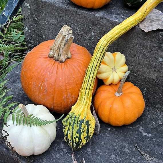 Assortment of gourds: orange pumpkin, white gourd, yellow squash, and others on a stone surface.