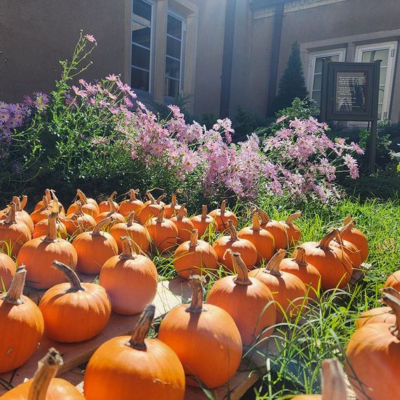 Orange pumpkins on display, fronted by purple flowers, in front of a building with windows.