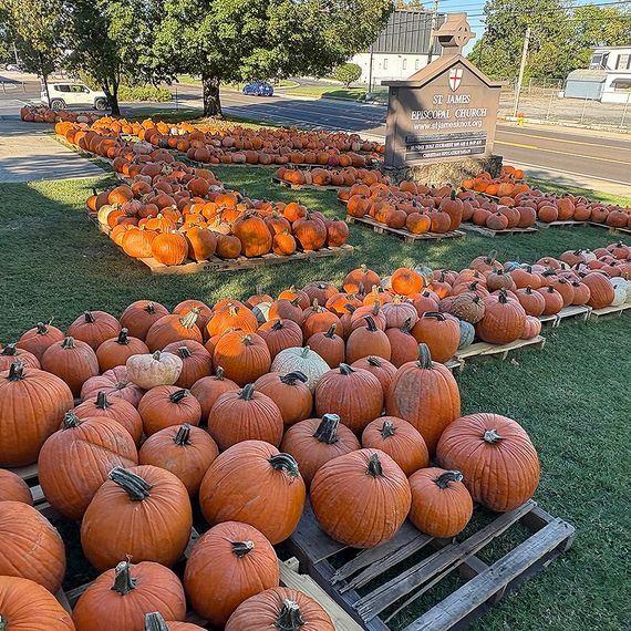 Pumpkins of various sizes on display at an outdoor pumpkin patch near a sign and road.