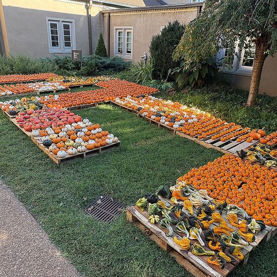 Pumpkins and gourds on wooden pallets arranged on a green lawn outdoors.