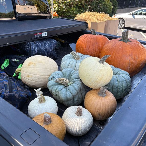 Pumpkins of various colors in a pickup truck bed, ready for the fall season.