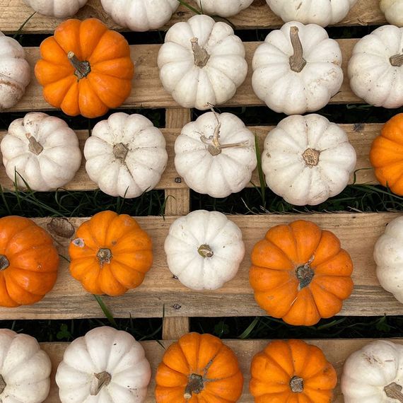 Miniature orange and white pumpkins arranged on a wooden pallet.