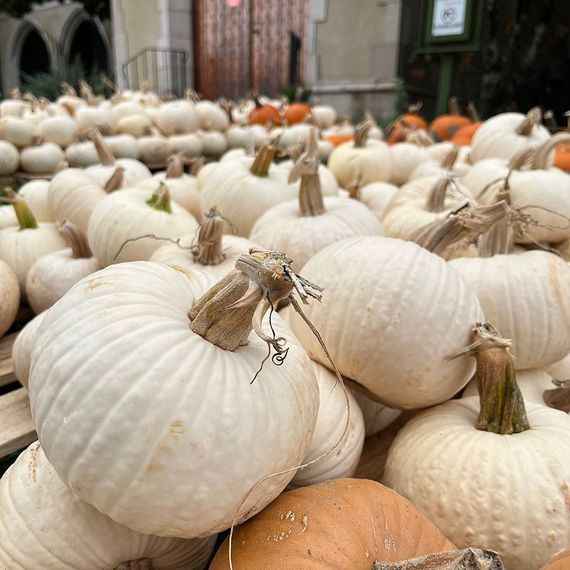 White pumpkins with tan stems on display.