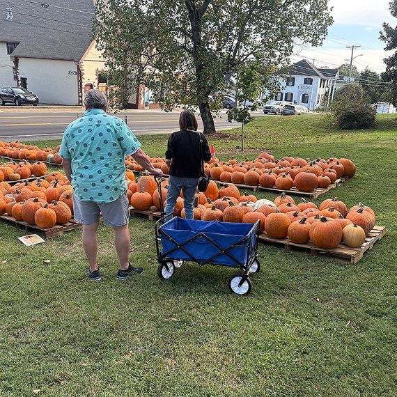 Two people selecting pumpkins from a field, using a blue wagon. Sunny day, outdoors.