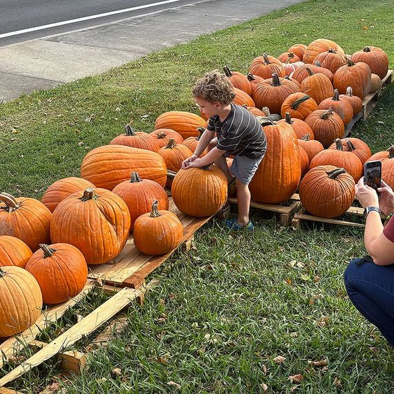 Child touching a pumpkin in a pumpkin patch, parent takes a photo.