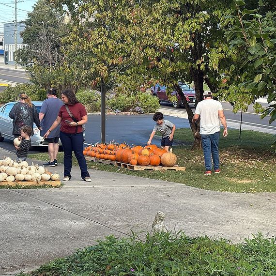 People at a pumpkin patch. A child picks out a pumpkin, others look at pumpkins. Outdoors, sunny day.