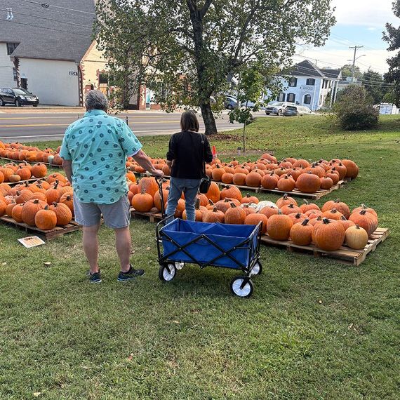 People selecting pumpkins from a field, a blue wagon in front.