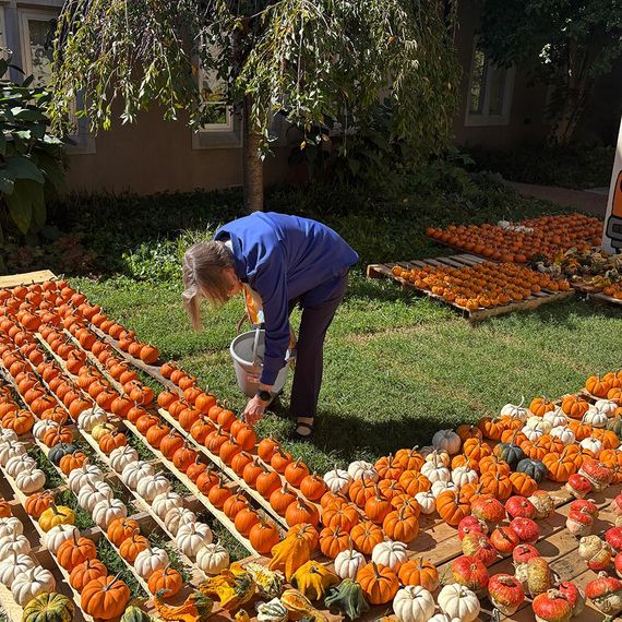 A person arranging pumpkins of various colors on wooden pallets outdoors in a sunny setting.