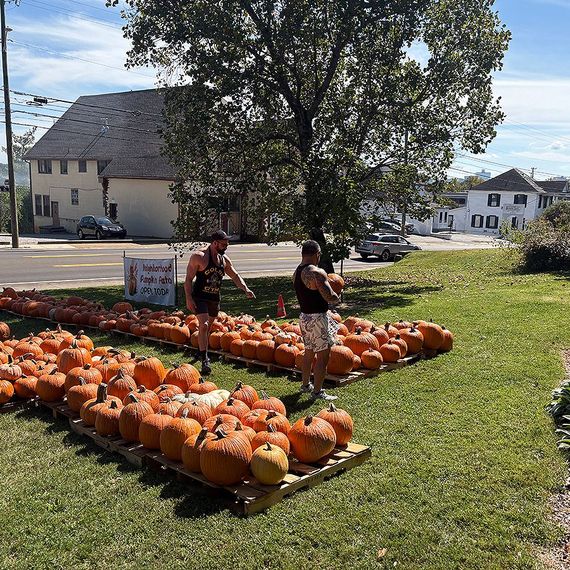 Two men in a pumpkin patch selecting pumpkins on a sunny day with buildings in the background.