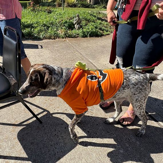 Dog in orange jersey stands on a sidewalk; a person holds its leash.
